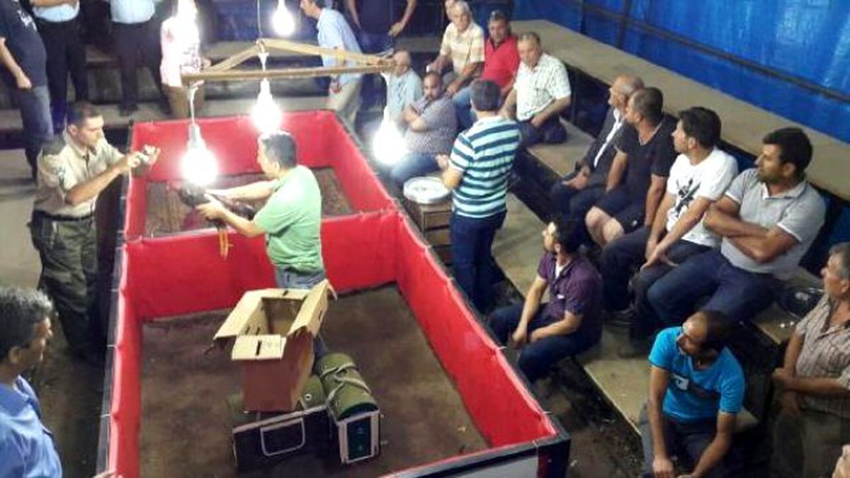 Horoz Dövüşüne Baskın: 20 Gözaltı