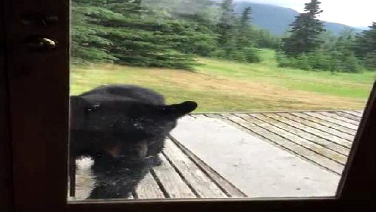 Kedi Öyle Bir Kızdı ki Koca Ayı Arkasına Bile Bakmadan Kaçtı