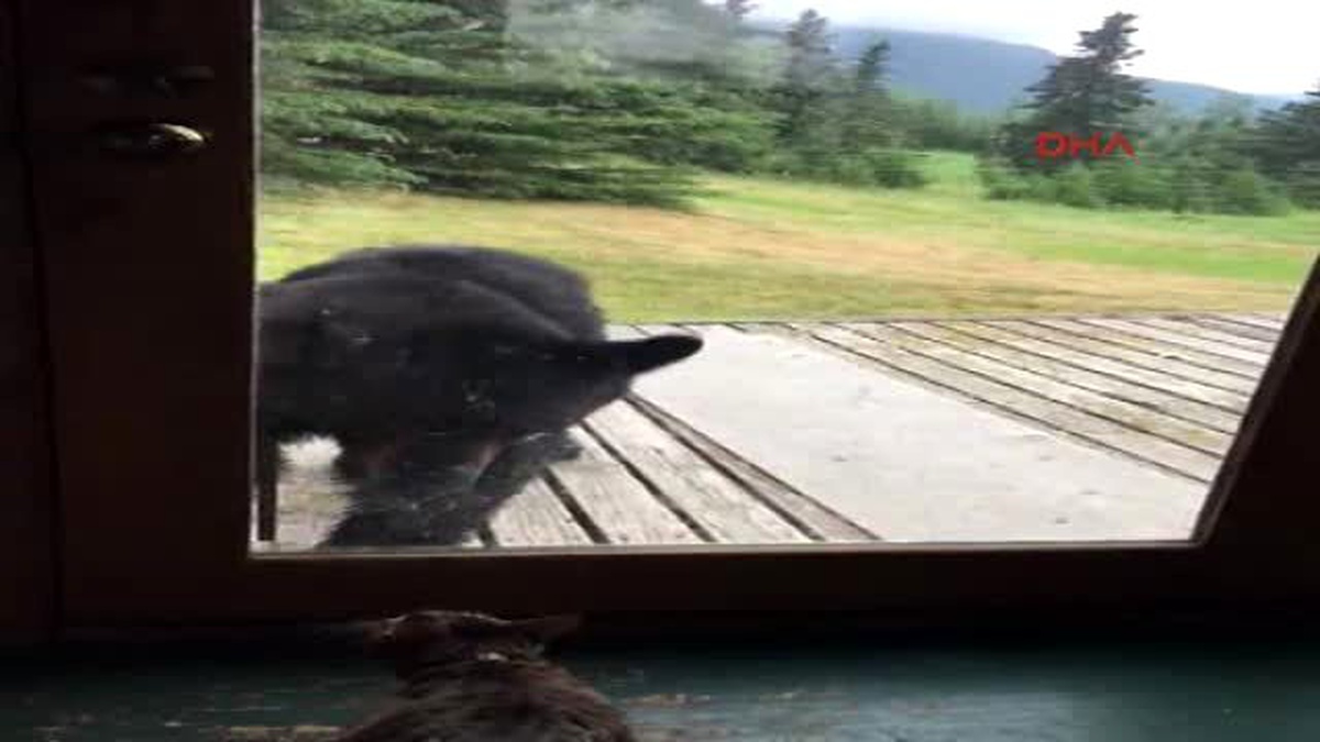Kedi Öyle Bir Kızdı Ki Koca Ayı Arkasına Bile Bakmadan Kaçtı