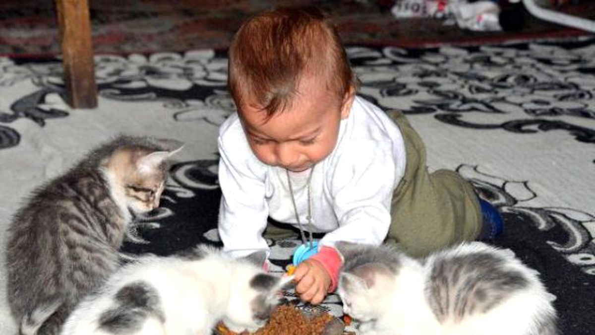 \'Kedi Yavruları, 10 Aylık Oğlumdan Daha Şanslı Çıktı\'