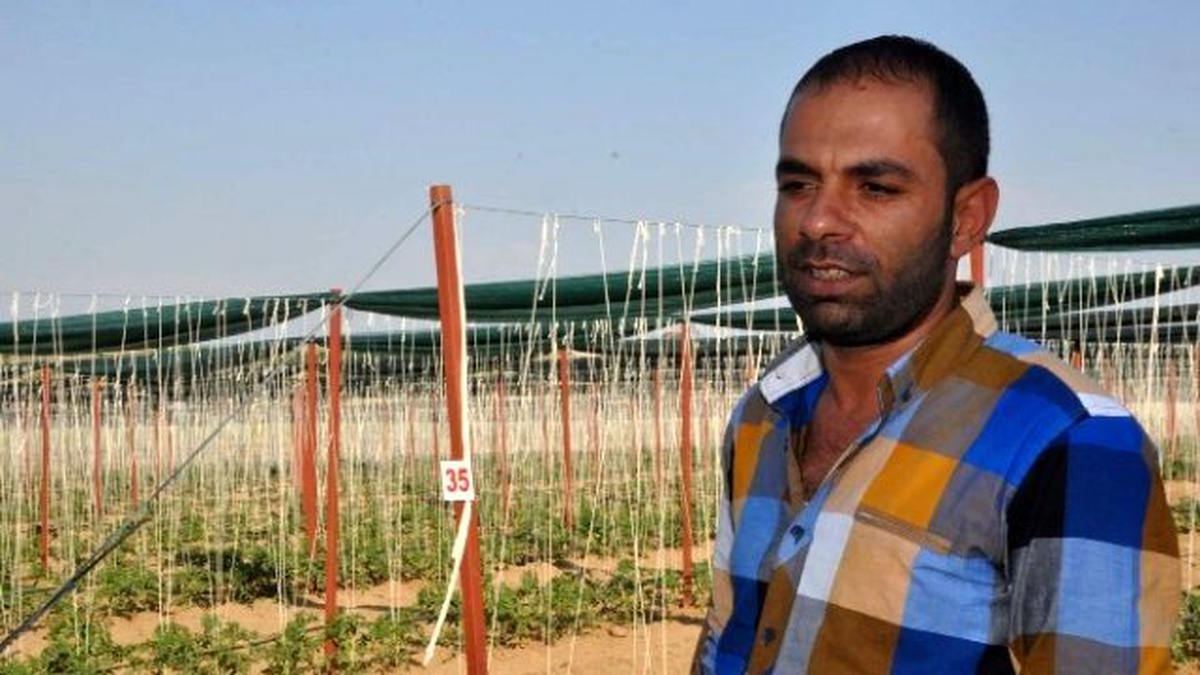 Vangölü Kıyısında Sırık Domates Yetiştiriciliği