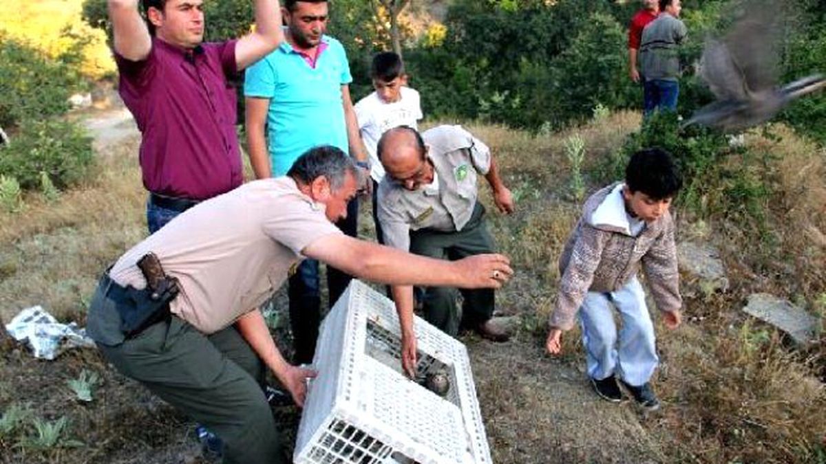 Sarıgöl\'de Doğaya Bin Keklik Salındı