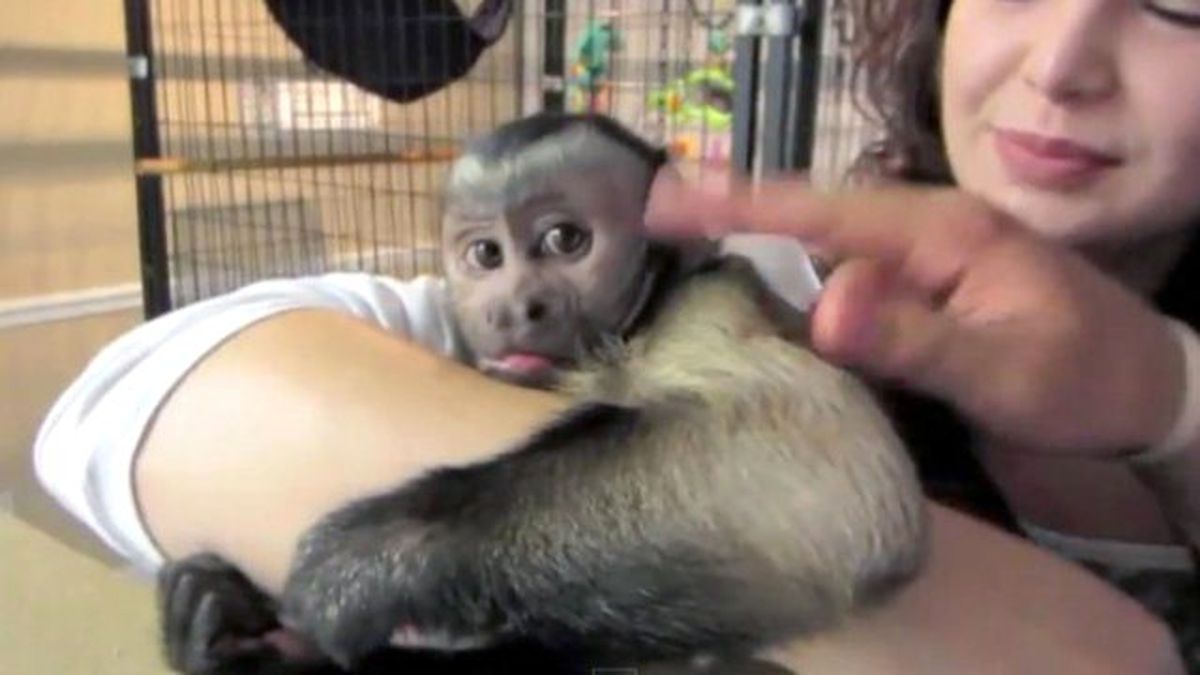 Tatil Dönüşü Sahibine Kavuşan Şempanze Herkesi Güldürdü