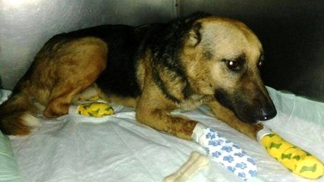 Terk Edilen Kopek Sahibinin Arkasindan Kilometrelerce Kostu Son Dakika