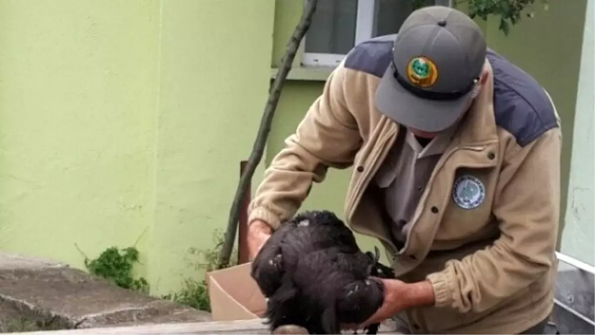 Yaralı Kara Akbaba Koruma Altına Alındı