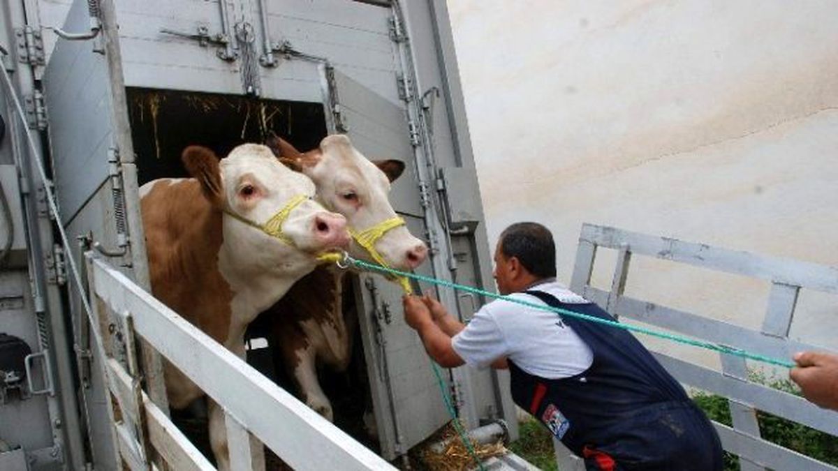 Avusturya\'dan Tokat\'a 275 Adet Gebe Düve İthal Edildi