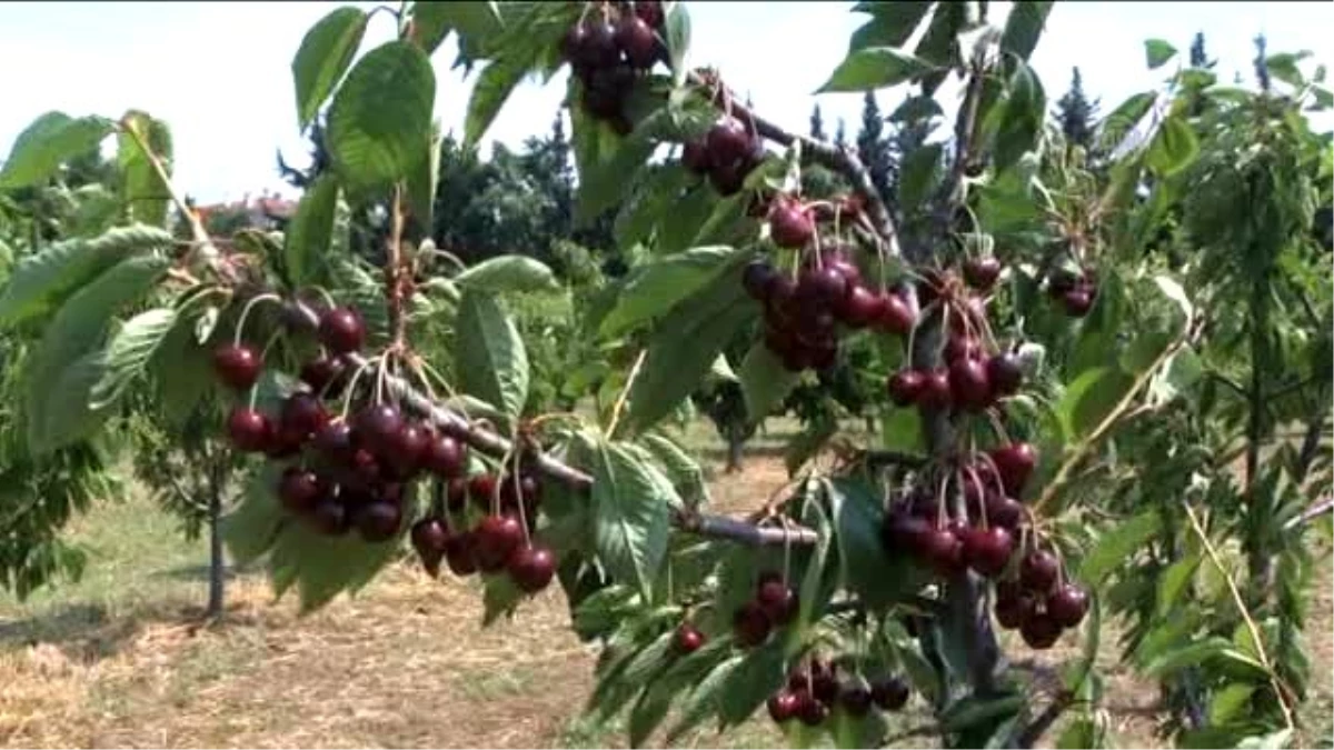 Burak" ve "Aldamla" Kirazı Görücüye Çıktı