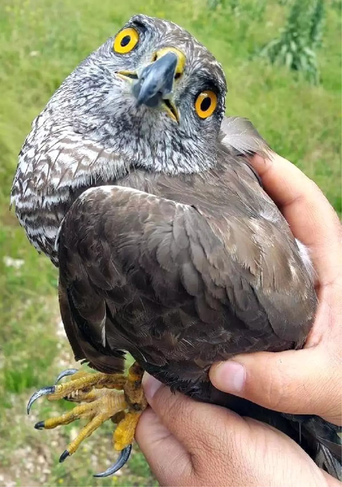 Çalılara Sıkışan Yavru Atmacayı Kurtarıp Doğaya Bıraktı