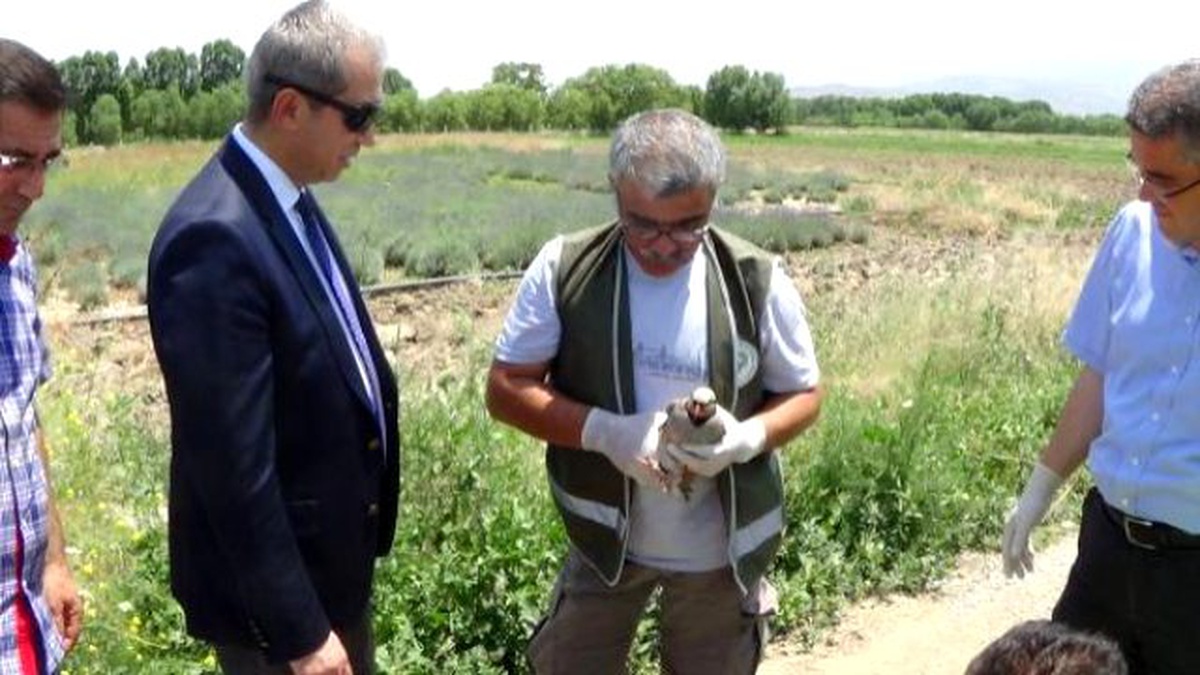 Canlı Mühre\' Keklikler Tedavi Edilip Doğaya Bırakıldı