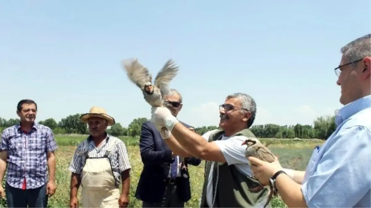 Canlı Mühre Olarak Kullanılan Keklikler Doğaya Bırakıldı