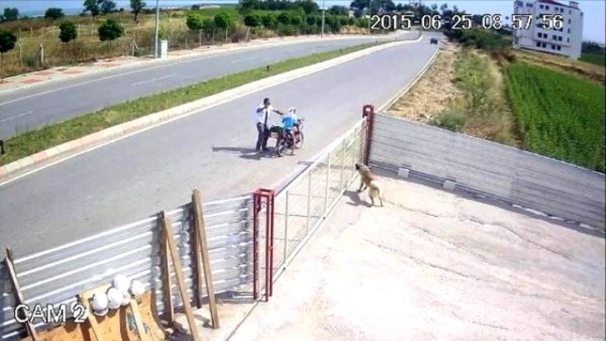 Köpeği Pompalı Tüfekle Acımazca Öldürdü!