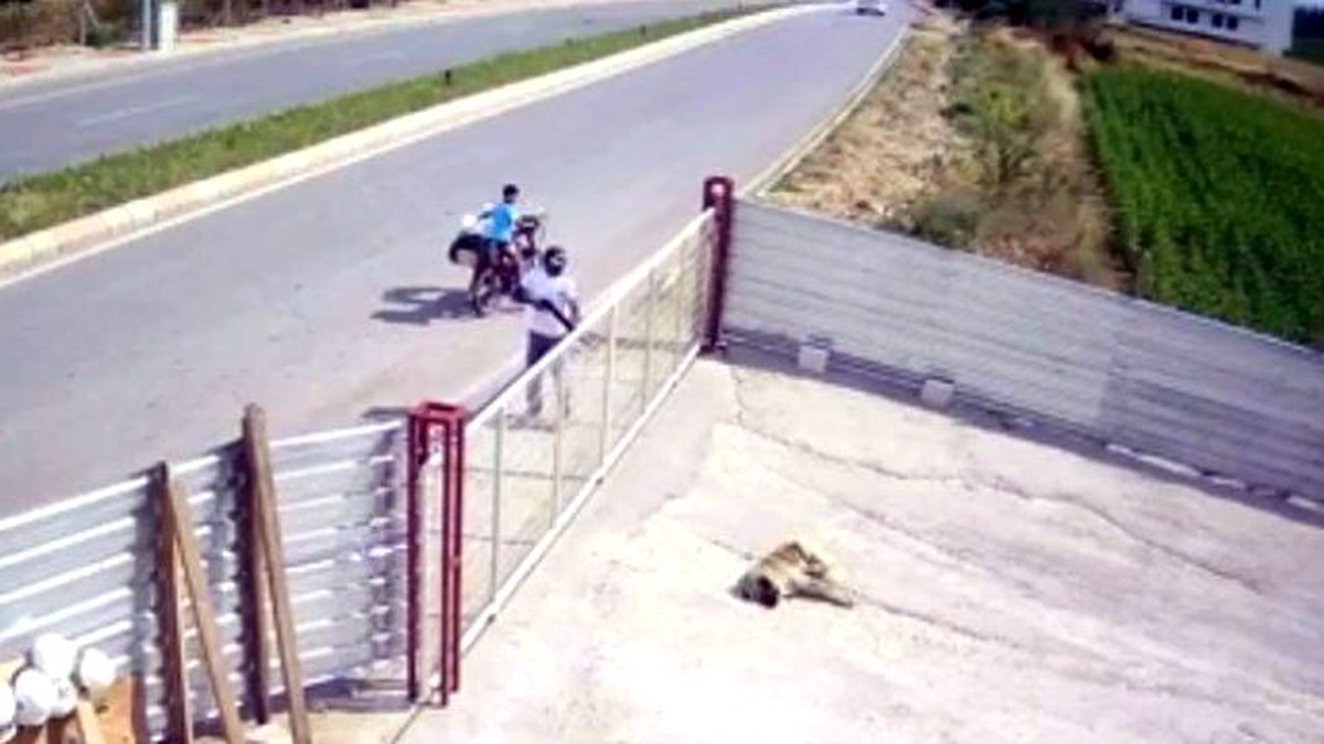 Şehir Magandaları Kendilerine Havlayan Köpeği Pompalı Tüfekle Öldürdü