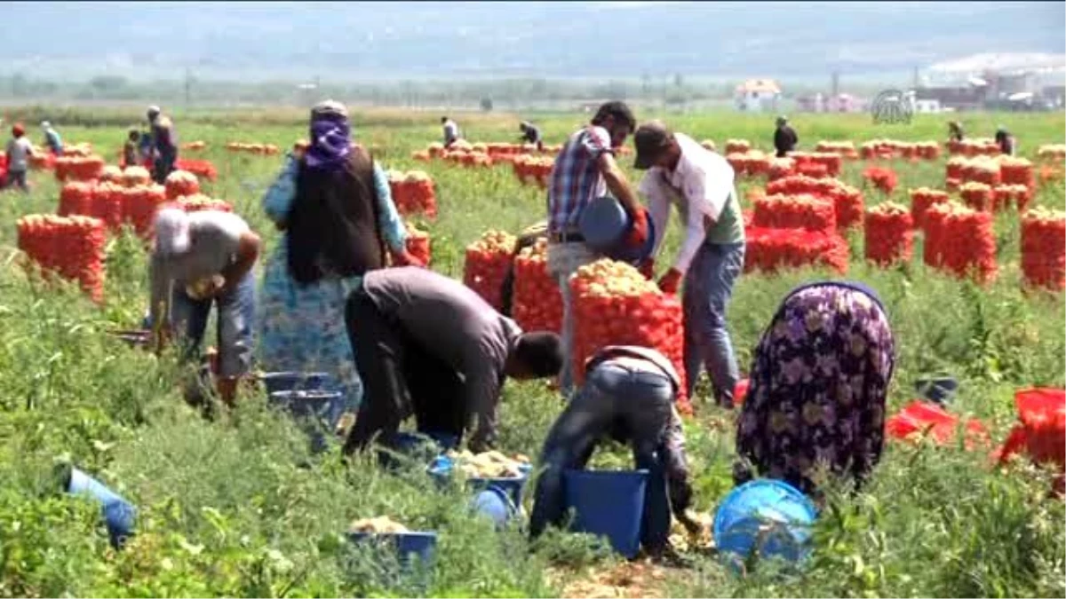 Yakıcı Güneş Altında "Ekmek Kavgası"