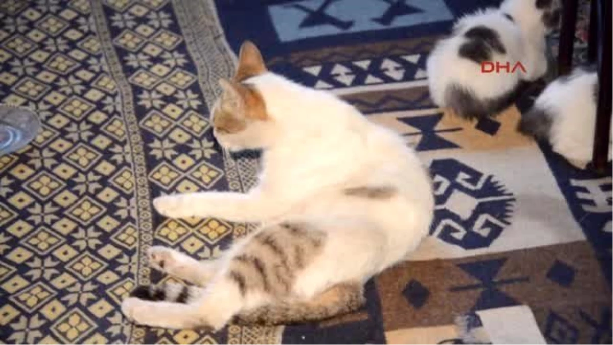Erzurum Kedili Evde Herkesin Yüzü Gülüyor