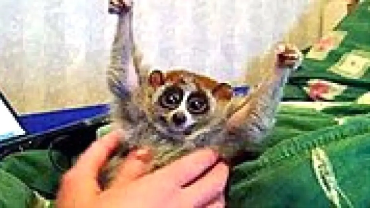 Gıdıklandığını Sandığınız Lorislerin Aslında Acı Çektiğini Biliyor Muydunuz?