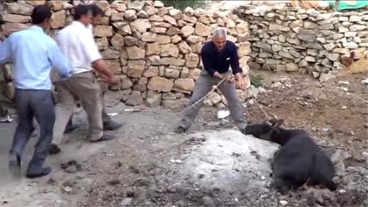 Çamura Saplanan İnek Halat Yardımıyla Kurtarıldı