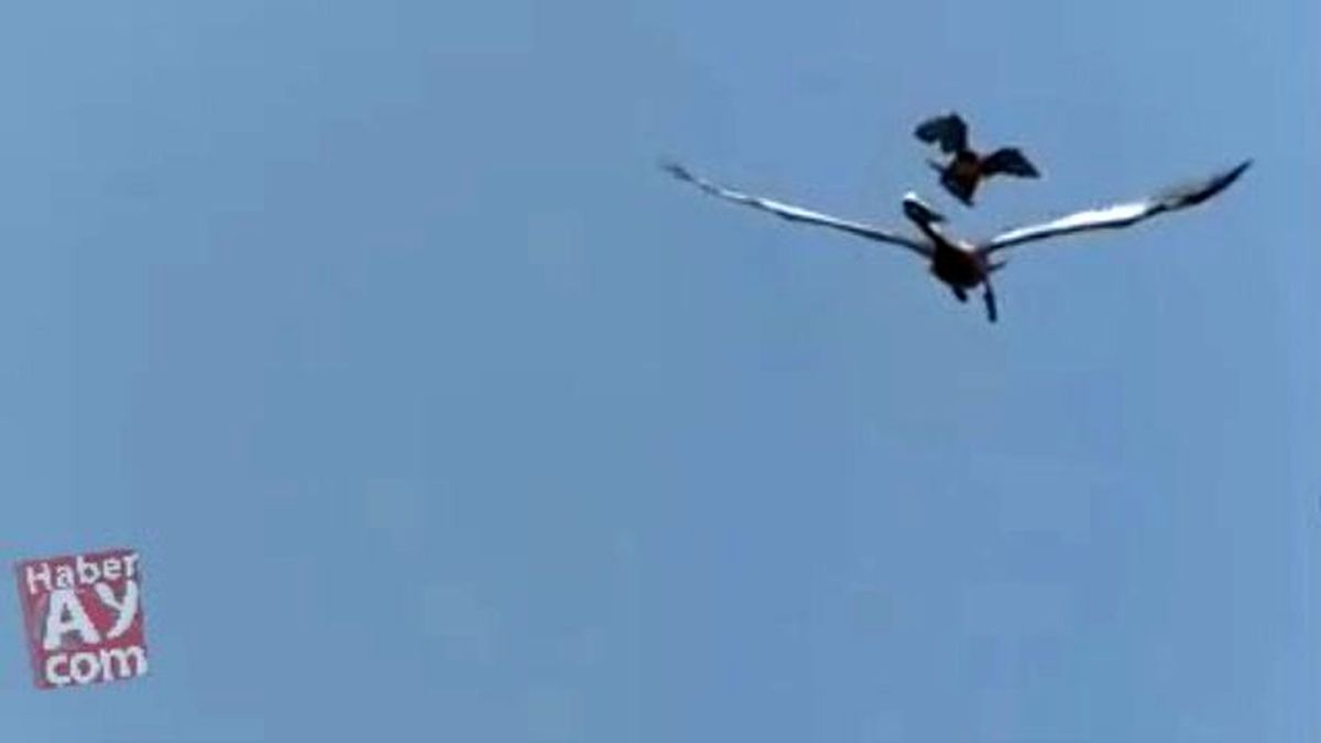 Dünyanın En Hızlı Kuşu - Gökdoğan