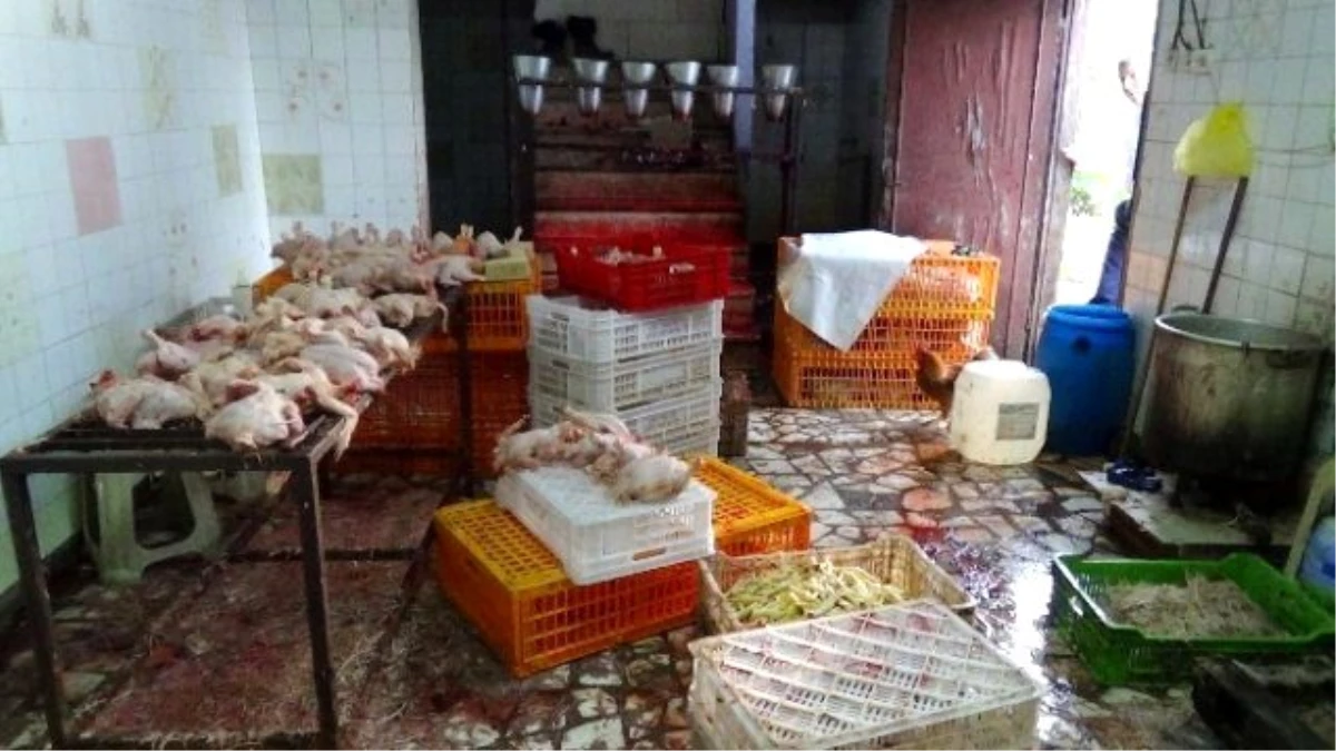 Kaçak Tavuk Kesimi Yapanlara Operasyon