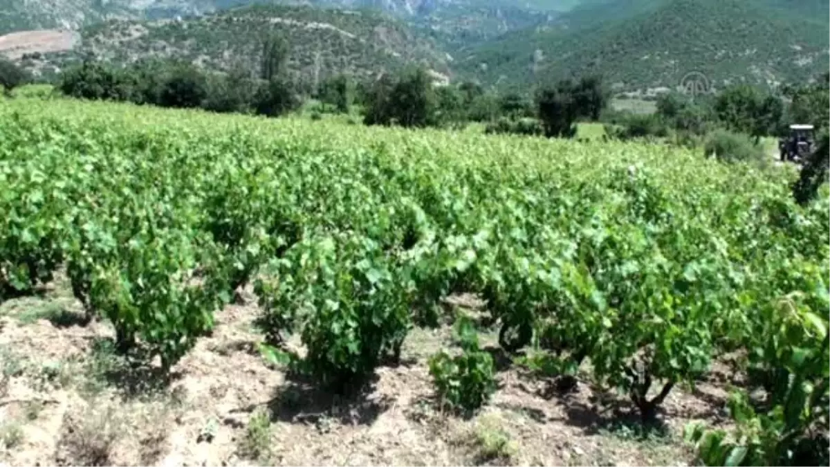 Sofralarının Vazgeçilmezi 'Yaprağın' Hasadı Başladı