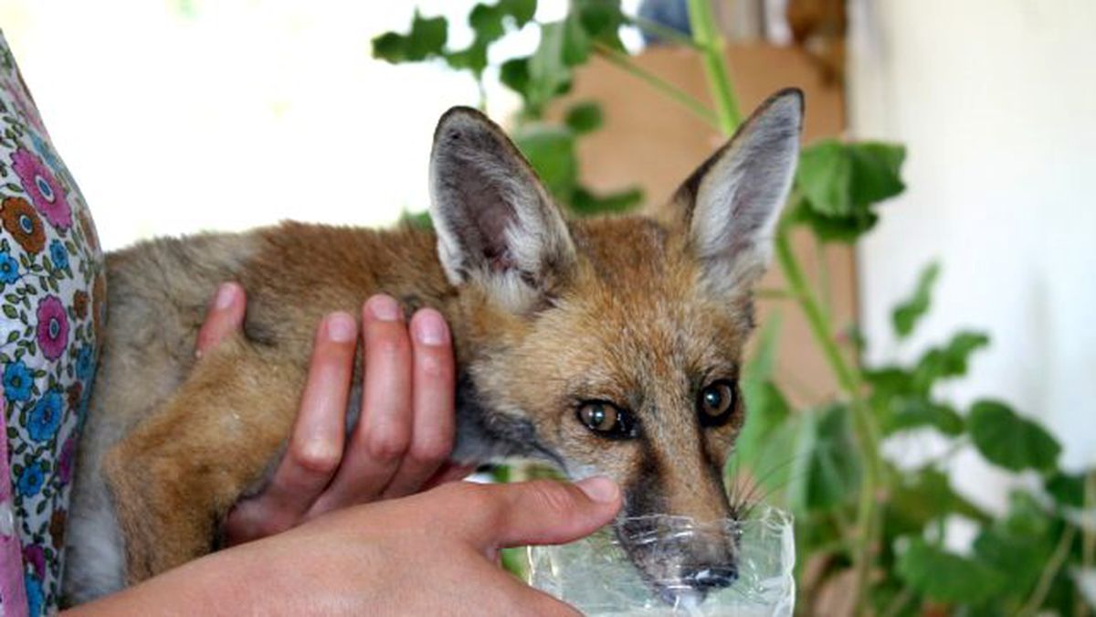 Açlıktan Ölmek Üzere Olan Tilki Restorana Sığındı