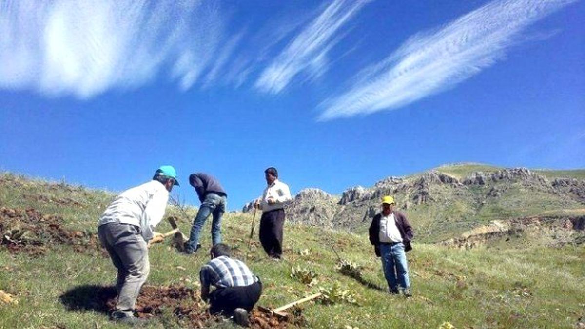 Bin Kişi Orman İşinde Çalışıyor