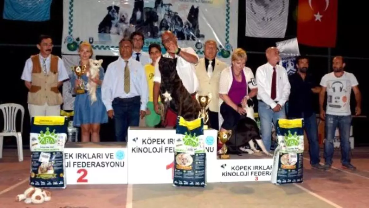 Bodrum\'da Köpek Güzelleri