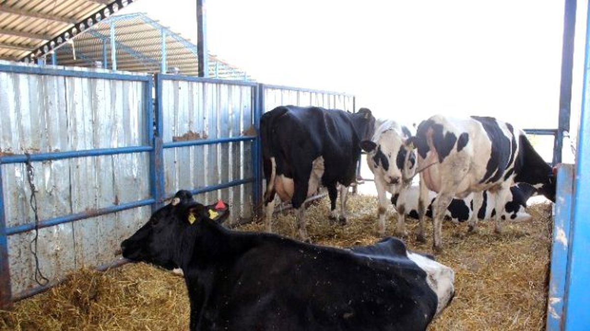Aydın\'da İnek Oteli Açıldı