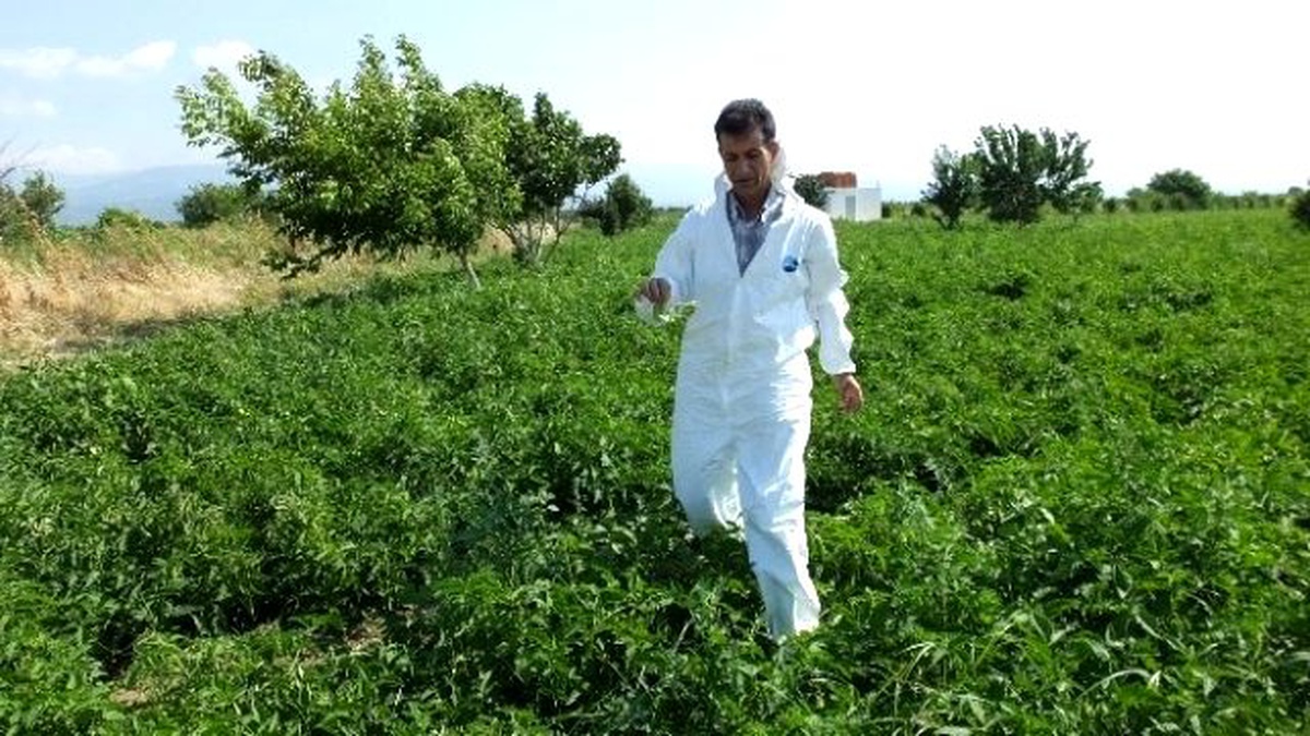 Domateslerde Mildiyö Hastalığı Alarmı