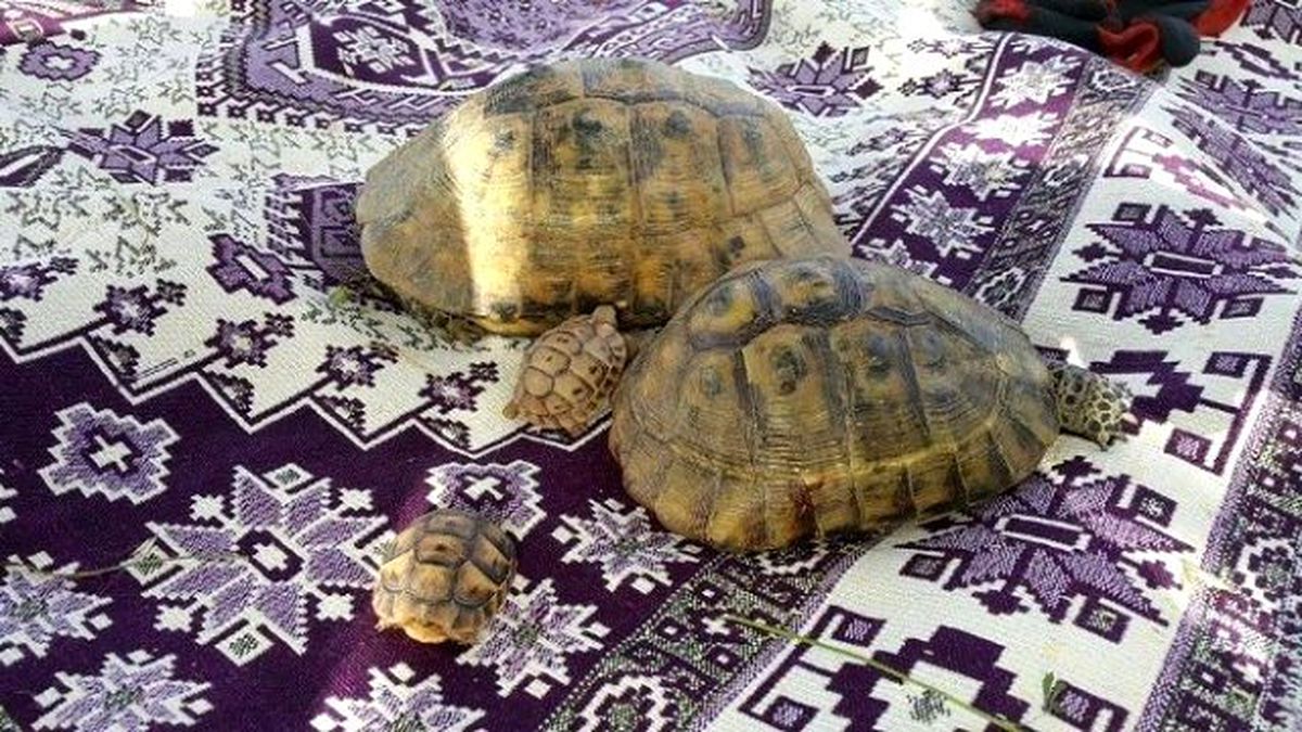 Hakkari\'de Kaplumbağalar Ortaya Çıktı