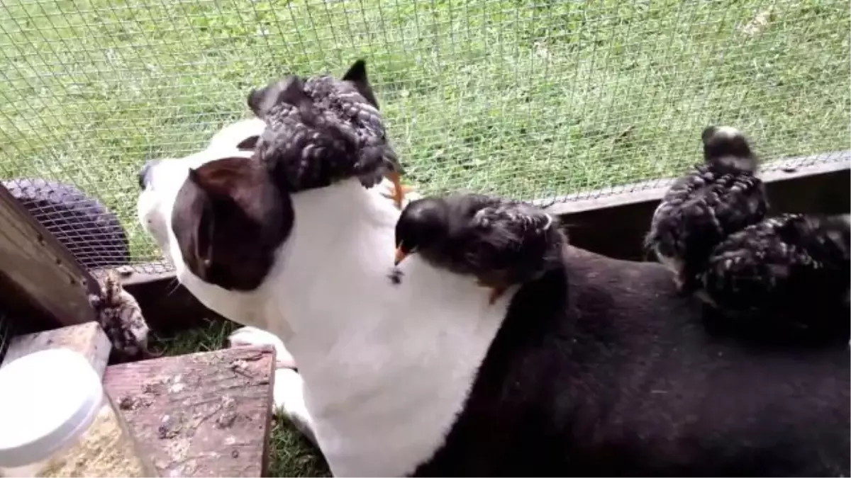 Hindi Yavruları Pitbullu Madara Etti