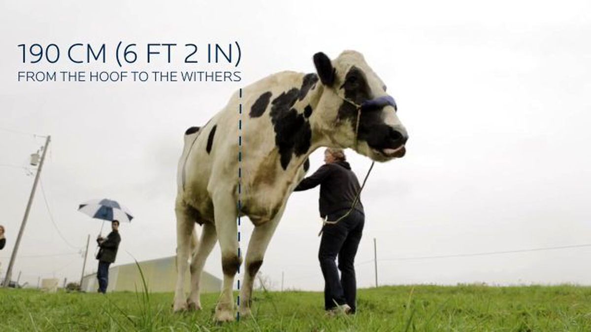 İşte Dünyanın En Uzun İneği!