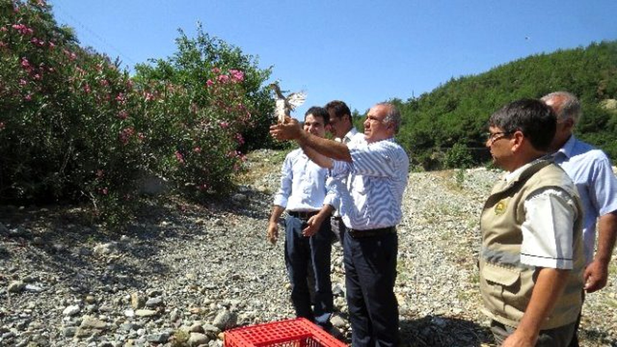 Kozan\'da Doğaya 500 Kınalı Keklik Salındı