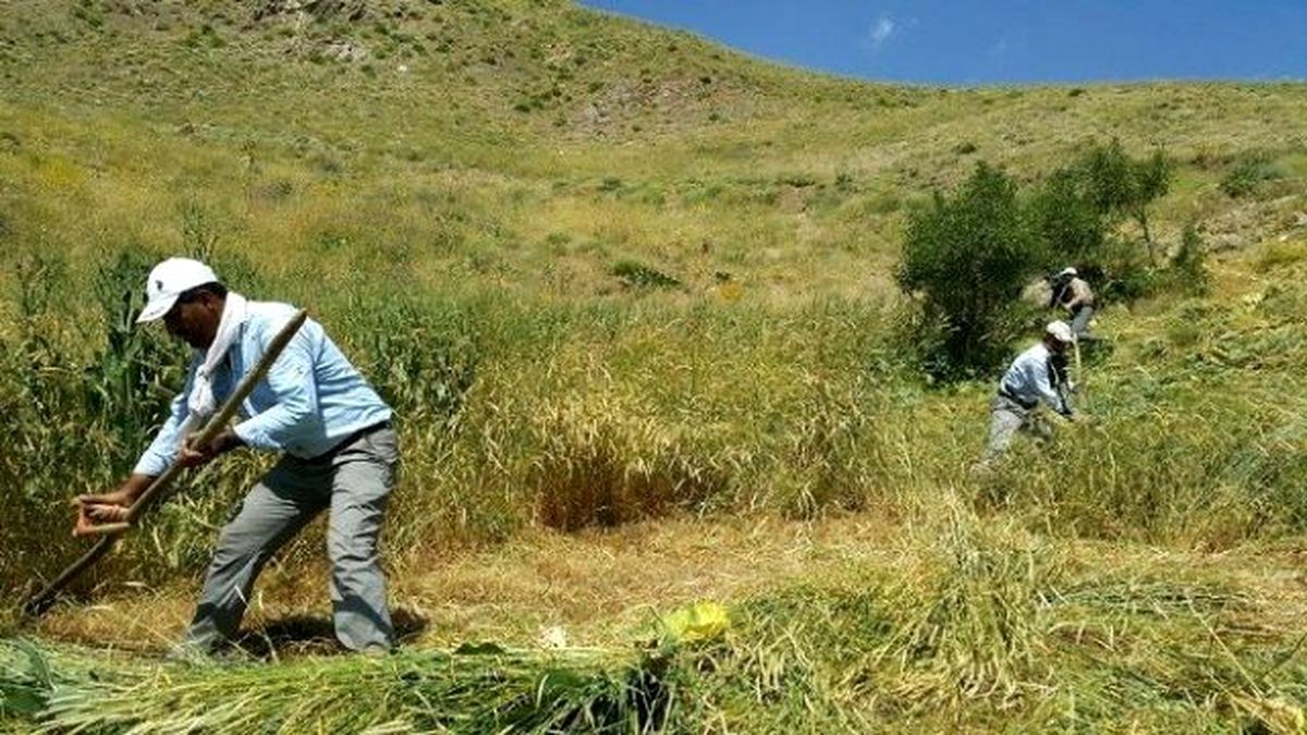 Oruçlu 30 Derece Sıcakta Tırpan Çekiyorlar
