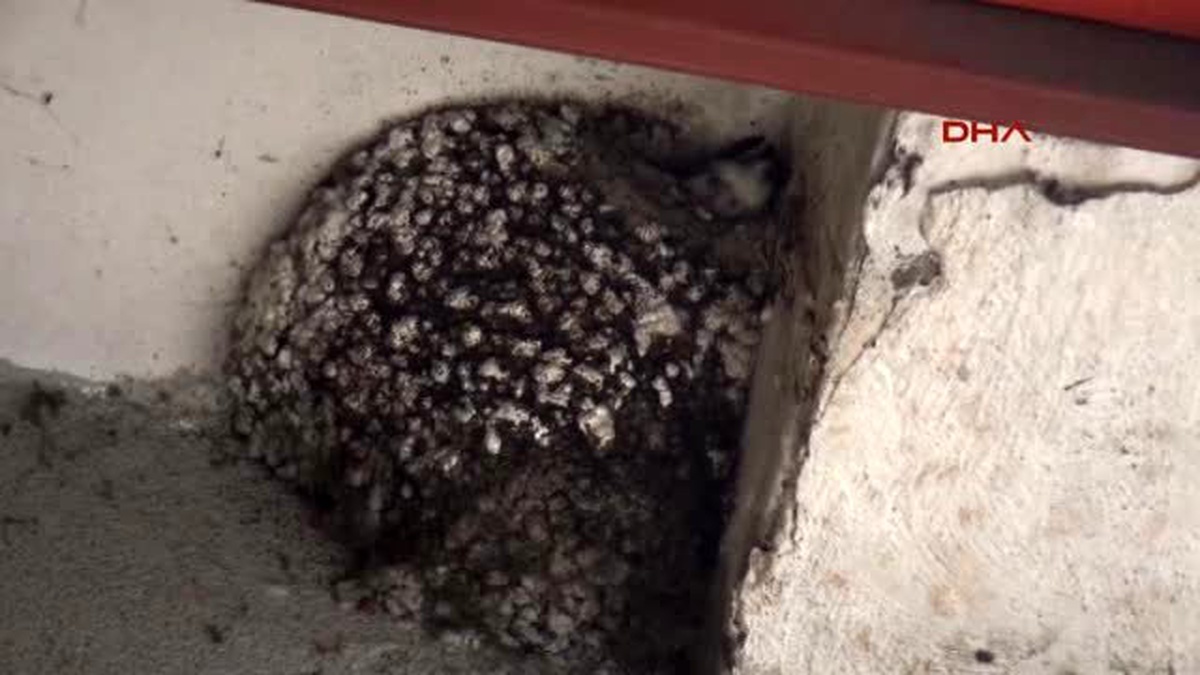 Rize Kırlangıç Yuvasını Bozmamak İçin Dekorasyonu Tamamlamadan İşyerini Açtı