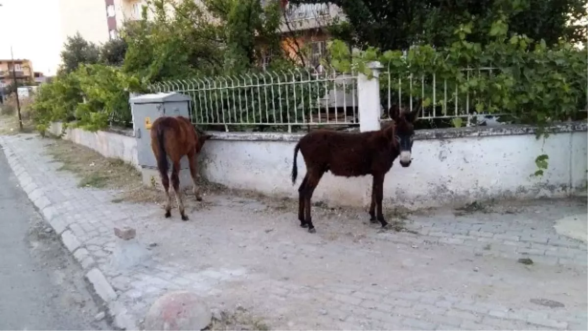 Sahipsiz Tay ve Sıpa Sokakları Mesken Tuttu