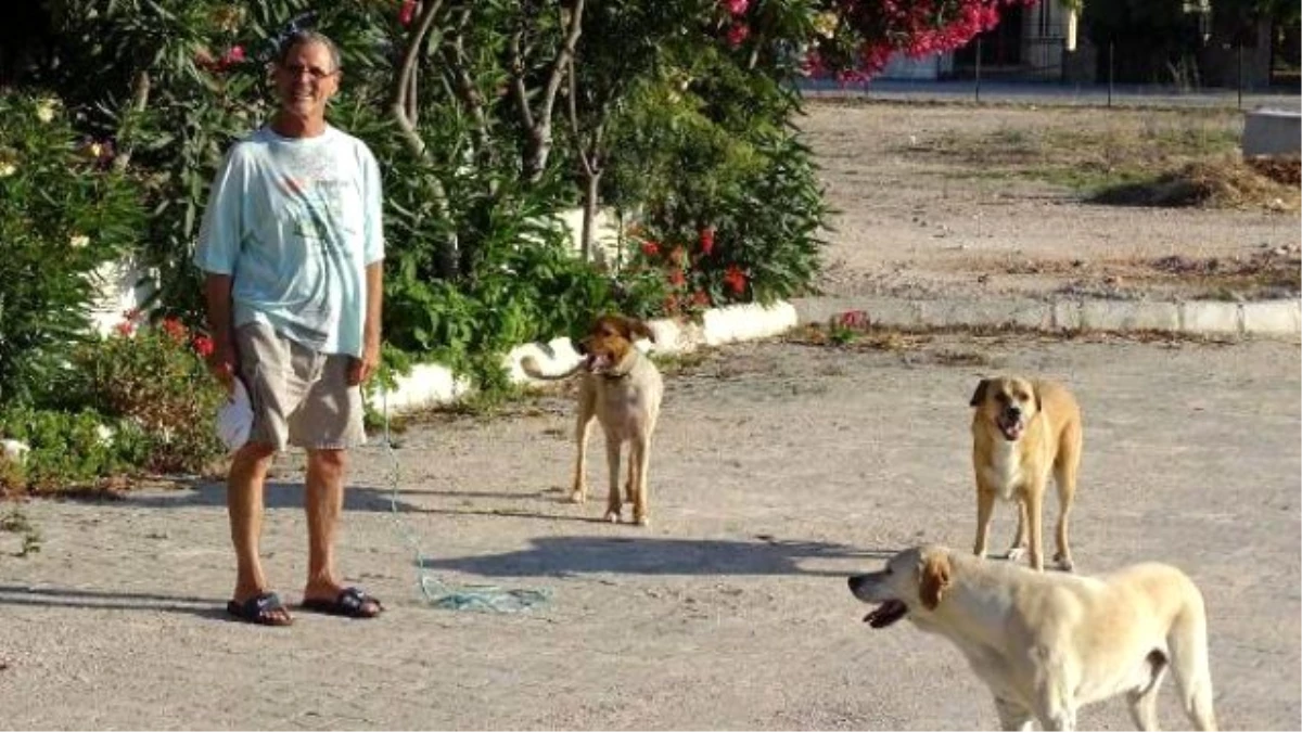 Turizm Cennetinin Sokak Köpekleri Sorunu