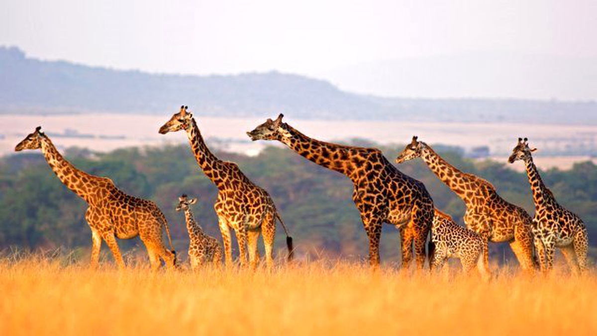 Wild Yaz Maratonu Temmuz\'da Nat Geo Wild Ekranlarında