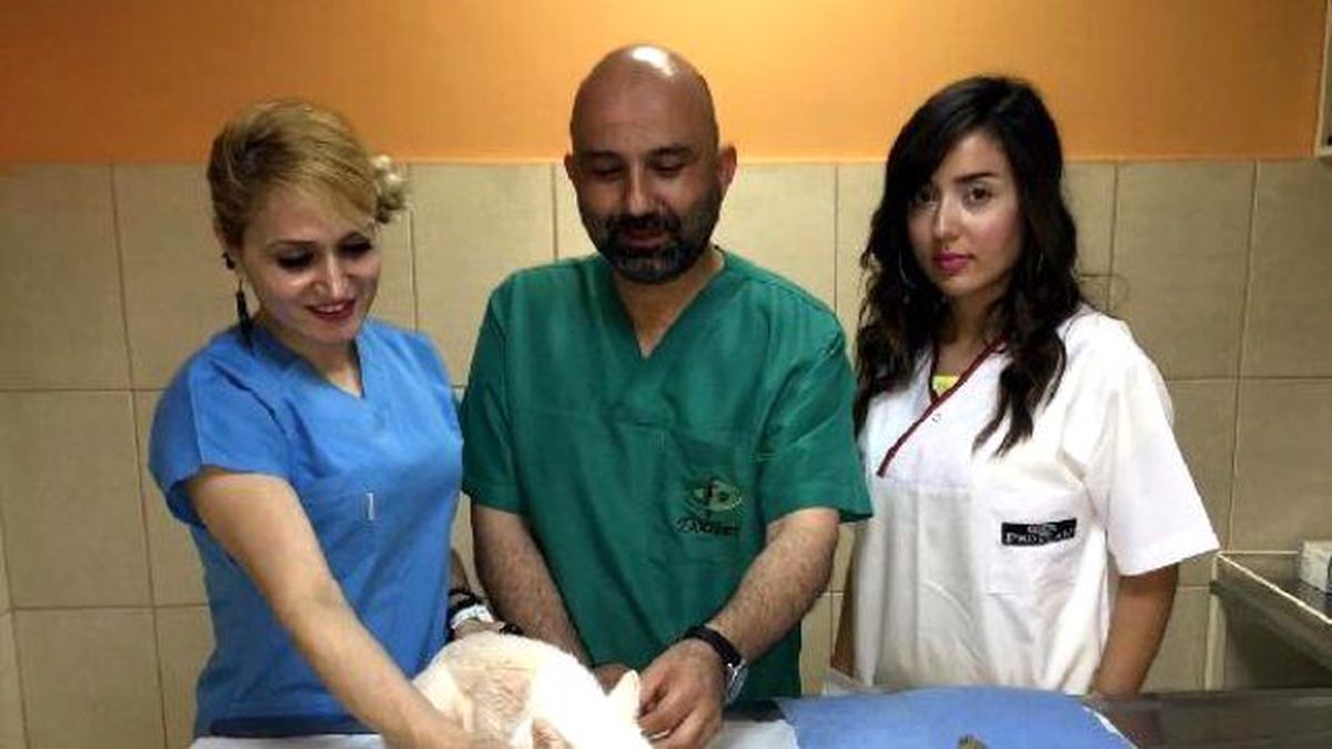 5 Kiloluk Kedinin Rahminden 940 Gram İltihap Çıktı