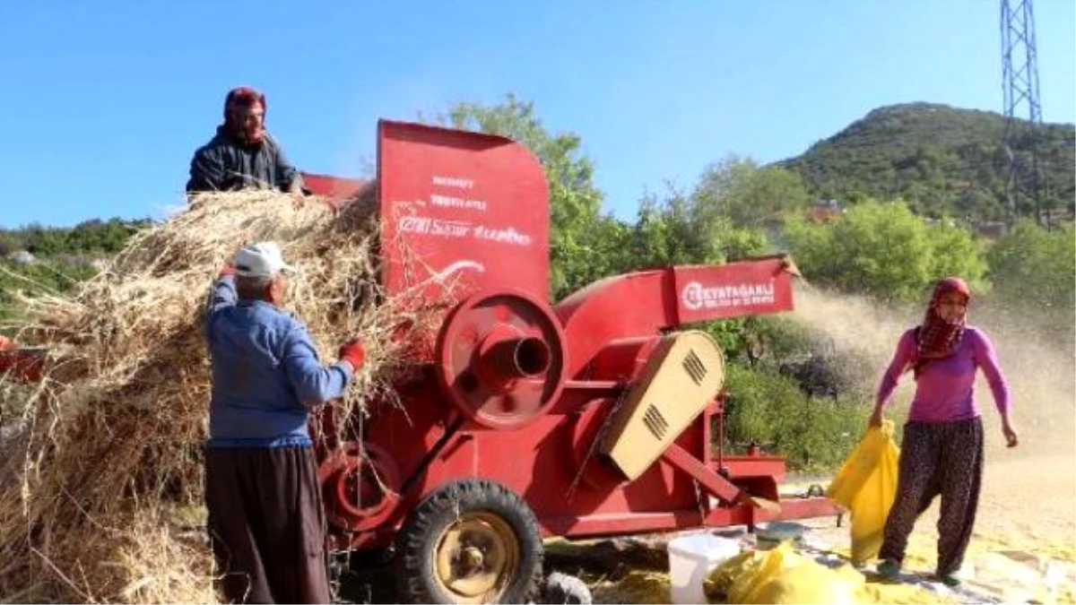 Alanyalı Üretici Arpa ve Buğdaydan Vazgeçti