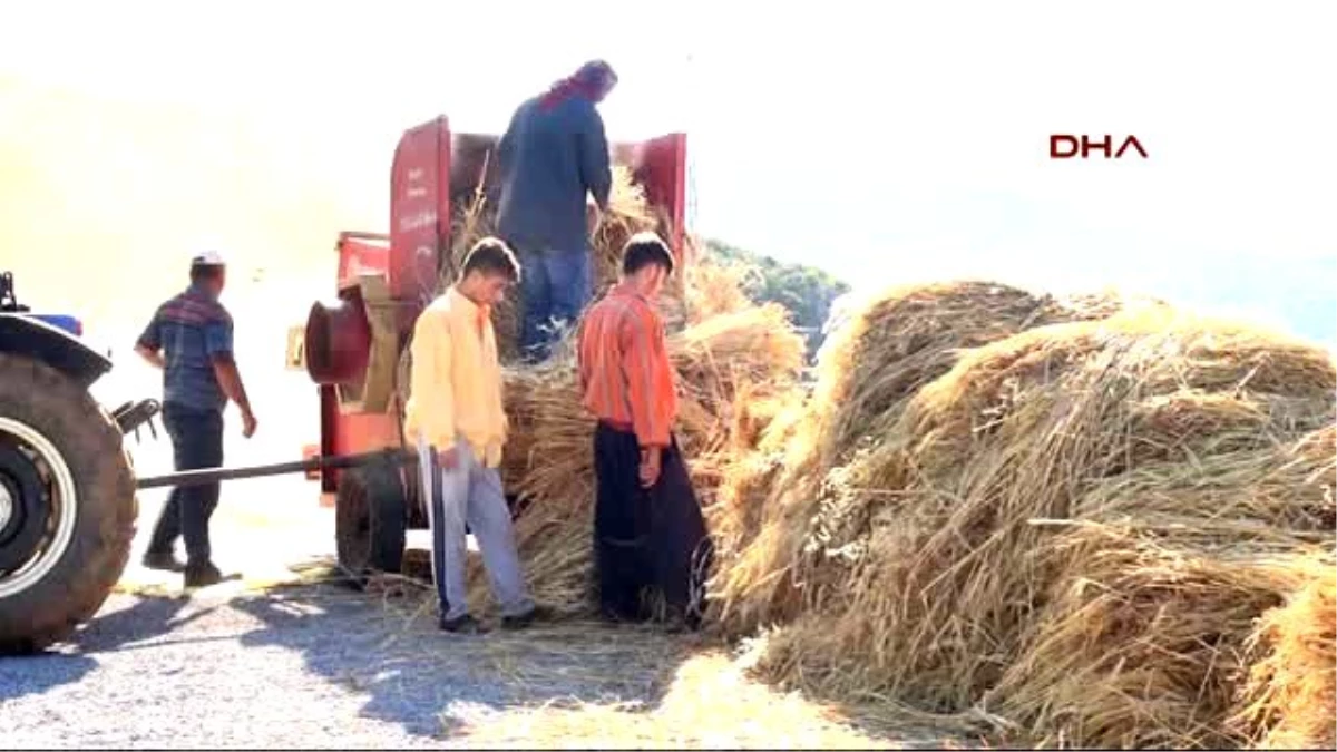 Alanyalı Üretici Arpa ve Buğdaydan Vazgeçti