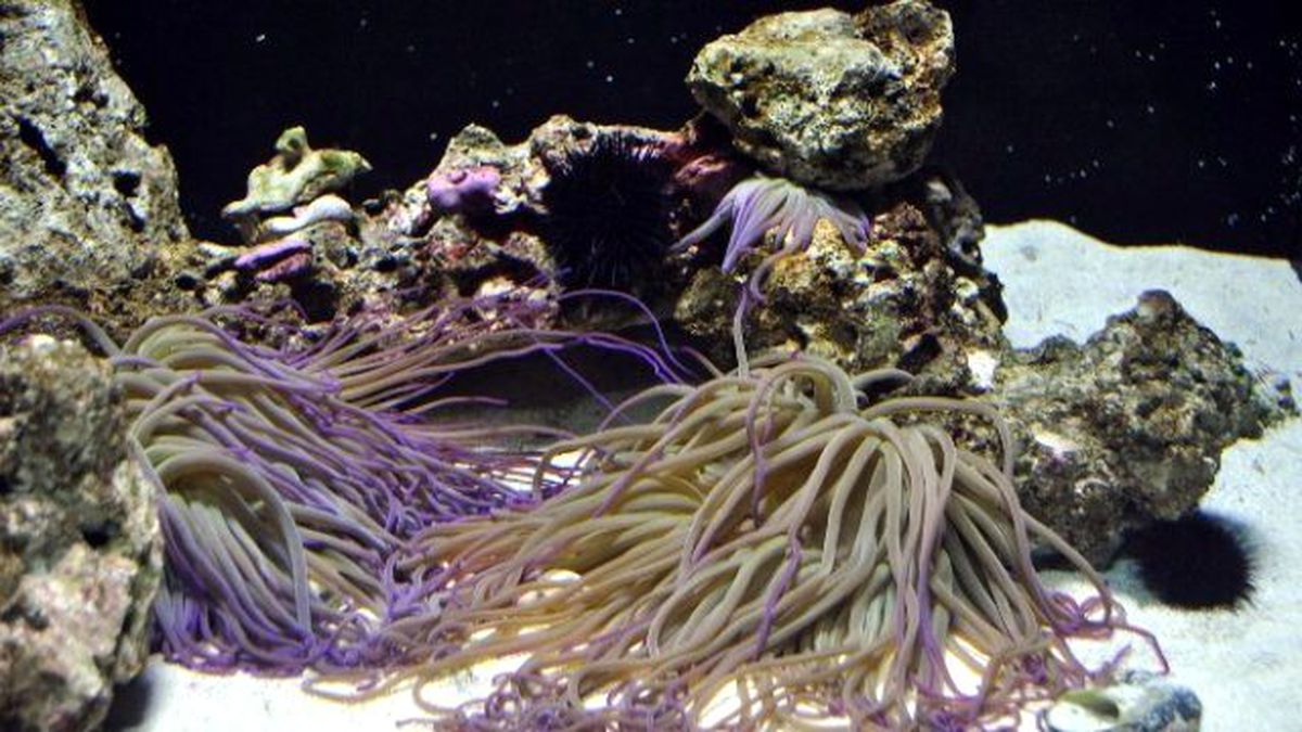 Aqua Vega, Anemonları Ağırladı