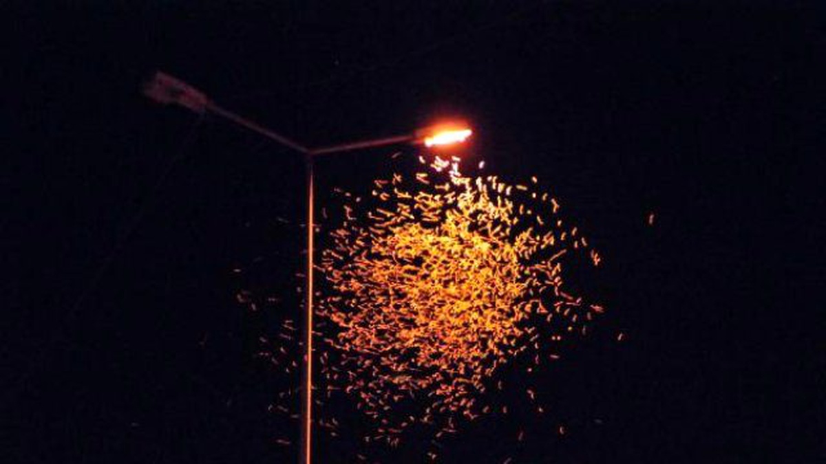 Batman Belediyesinden \'Böcek\' Açıklaması