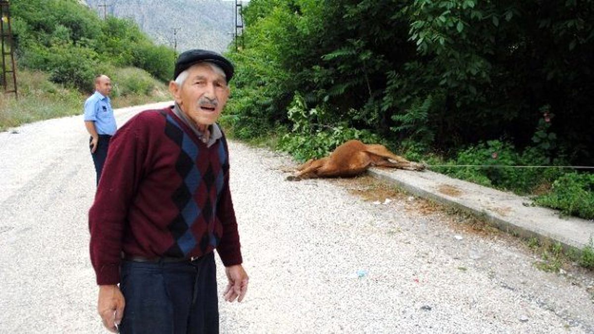 Boğayı Ağaca Bağlayıp Ölüme Terk Ettiler