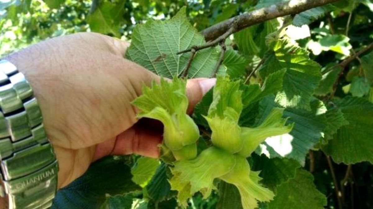 Düzce\'de 2015 Yılı Tahmini Fındık Rekoltesi 72 Bin Ton