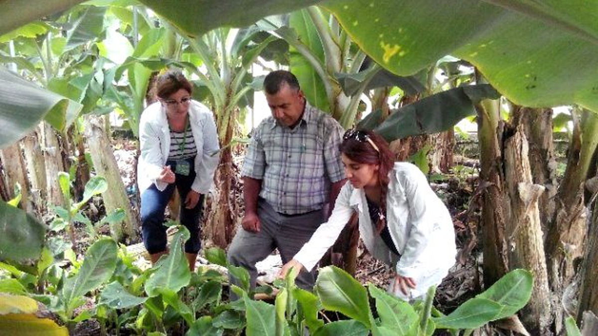Ezo" Sertifikalı Muz Fideleri Geliyor