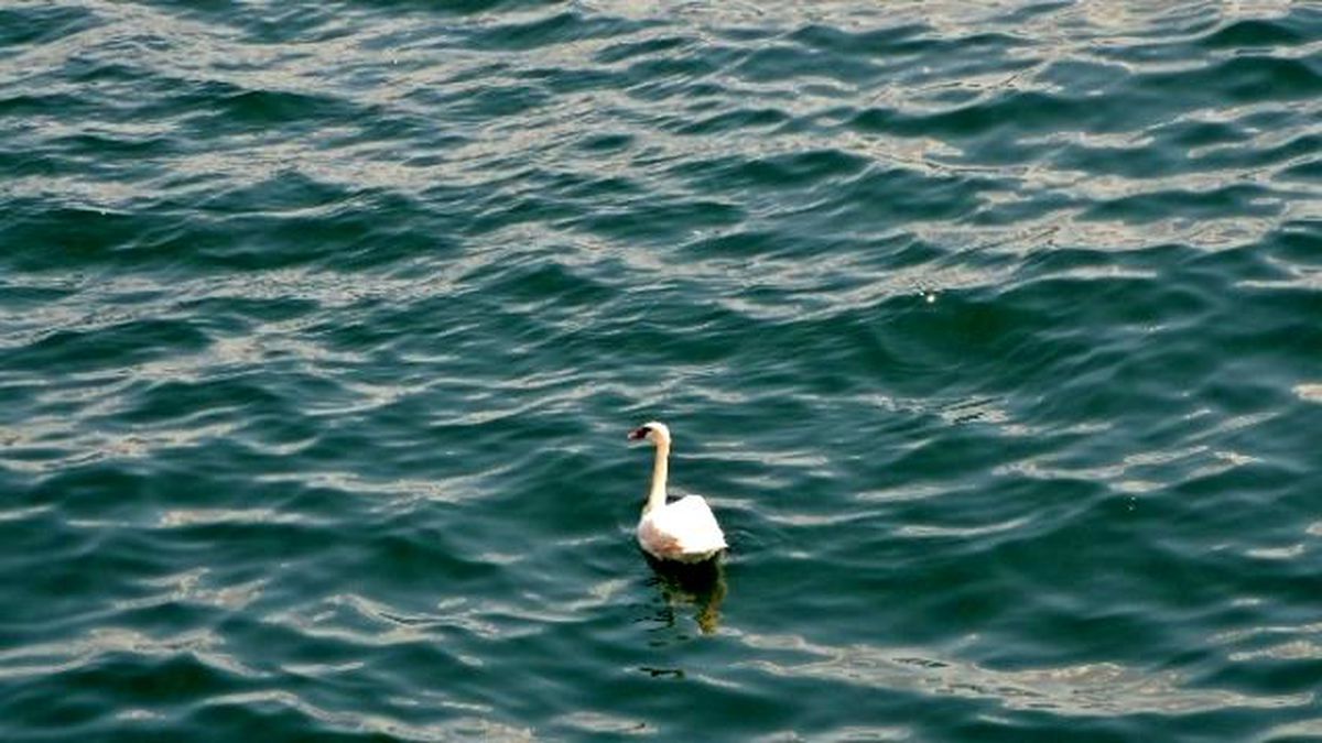 Kanadı Kırık Kuğu, Deniz Polisini Peşinde Koşturdu