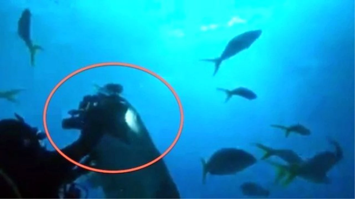 Köpekbalığı 10 Bin Dolarlık Kamerayı Kaptı