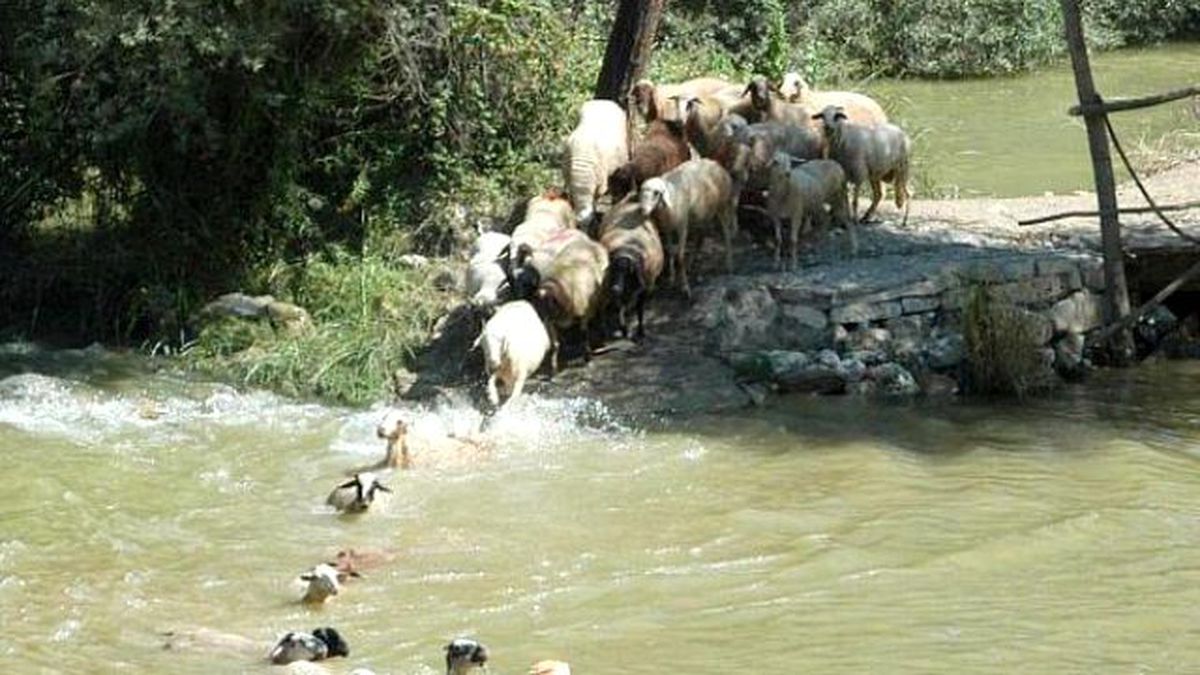 Koyunlar Suya 'Temiz Çevre' İçin Atlayacak