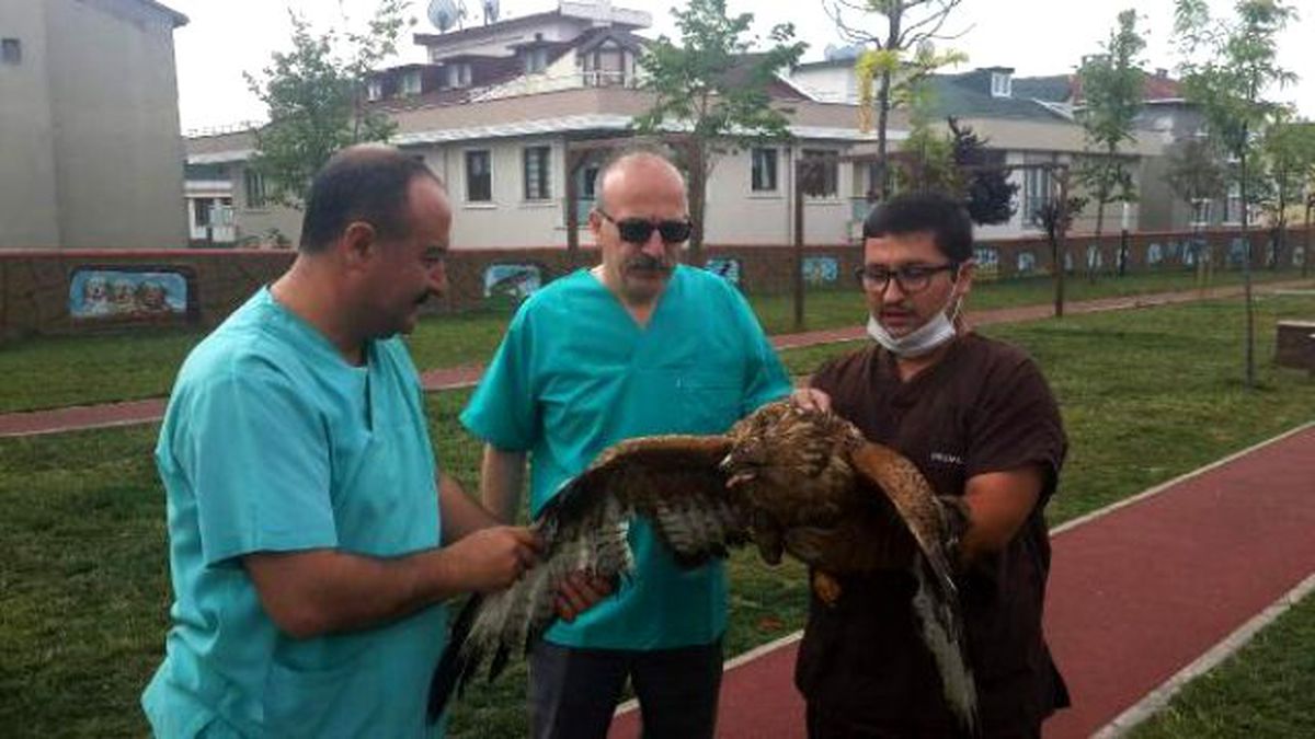 Martı ve Kargaların Saldırısına Uğradı