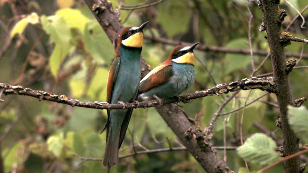 Real Angry Birds, Temmuz\'da Nat Geo Wild\'da